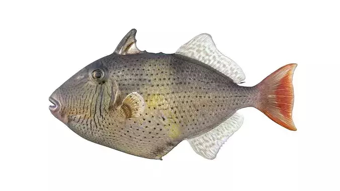 Sargassum Triggerfish   