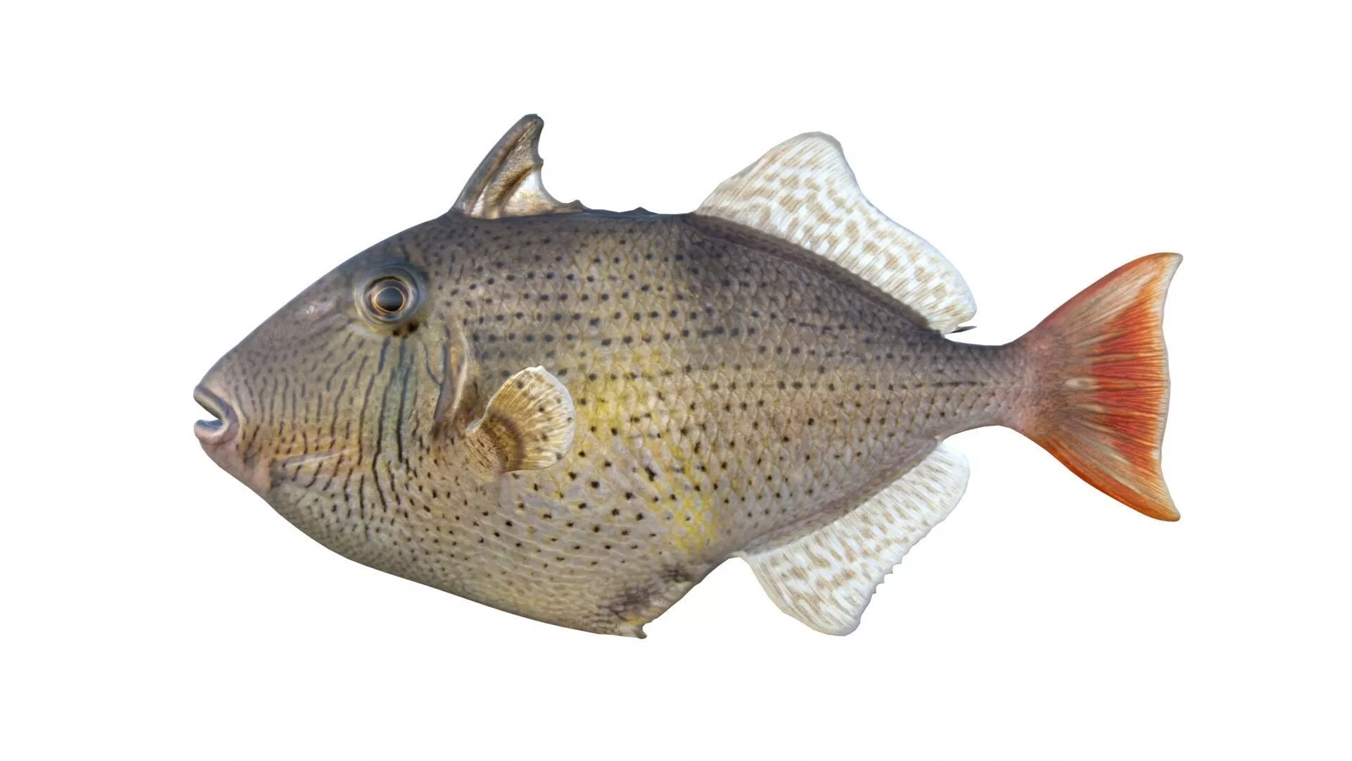 Sargassum Triggerfish Low-poly 3D model