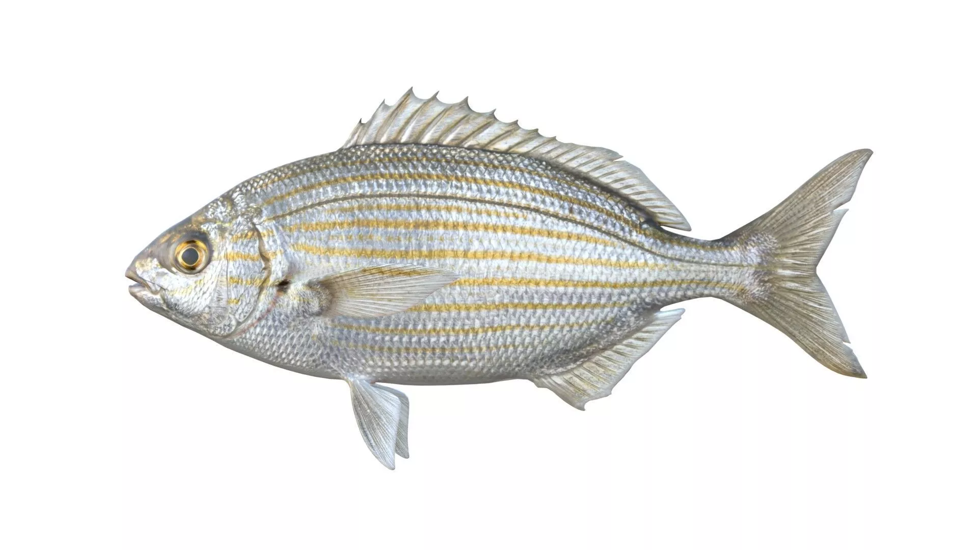 Saupe Sarpa Fish Low-poly 3D model