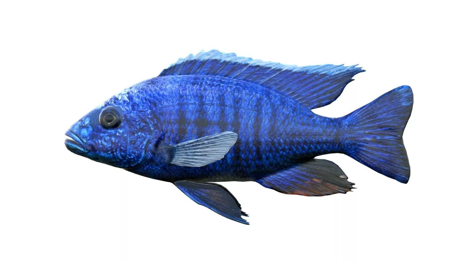 Sciaenochromis Cichlid fish Low-poly 3D model