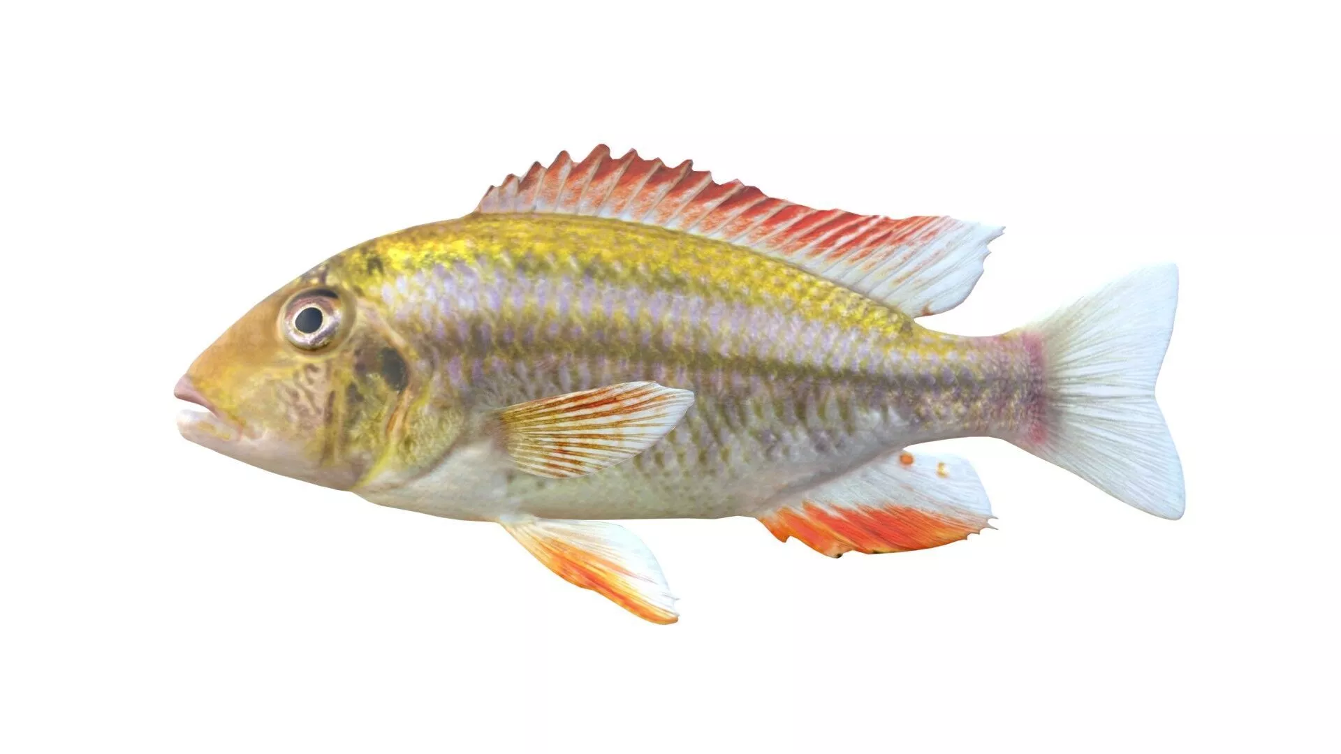 Simnochromis Cichlid fish Low-poly 3D model