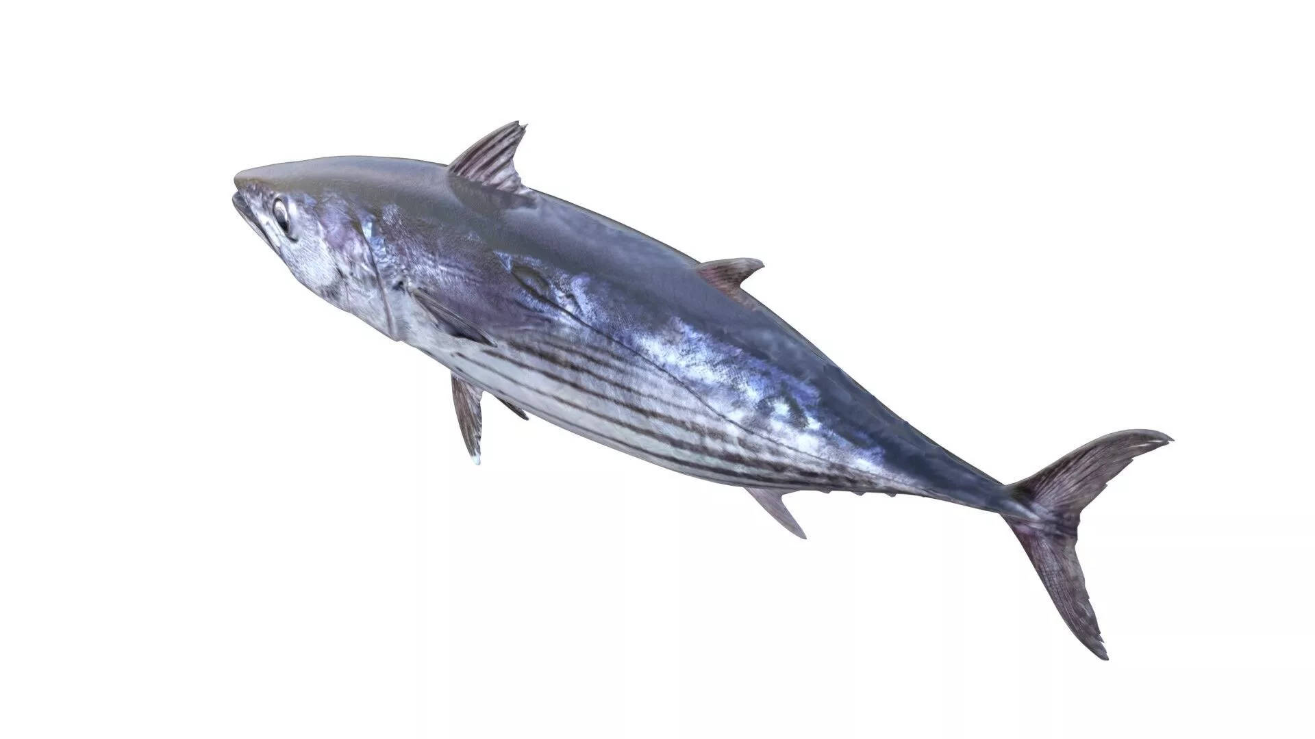 Skipjack Tuna fish Low-poly 3D model