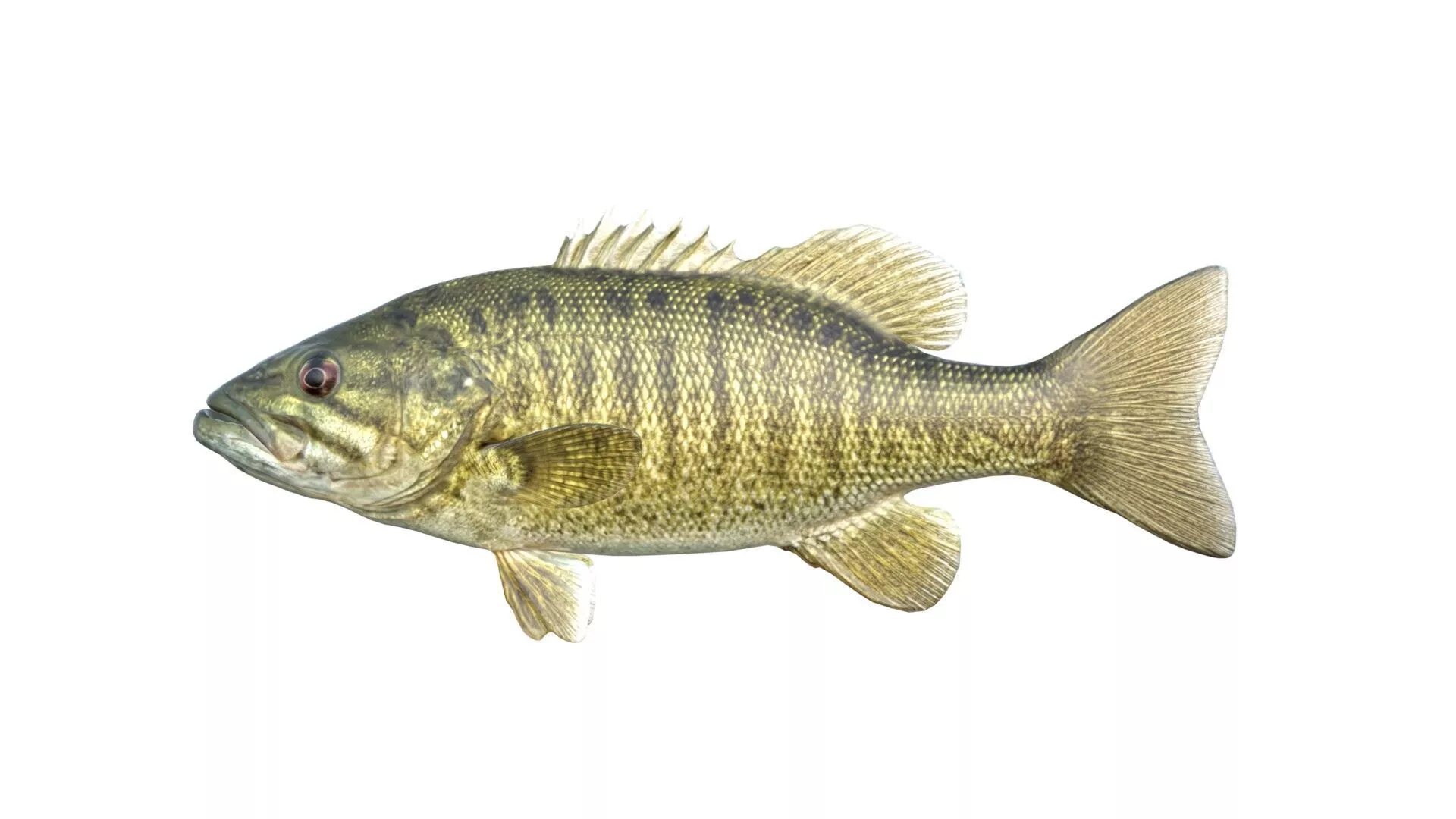 Smallmouth Bass fish Low-poly 3D model