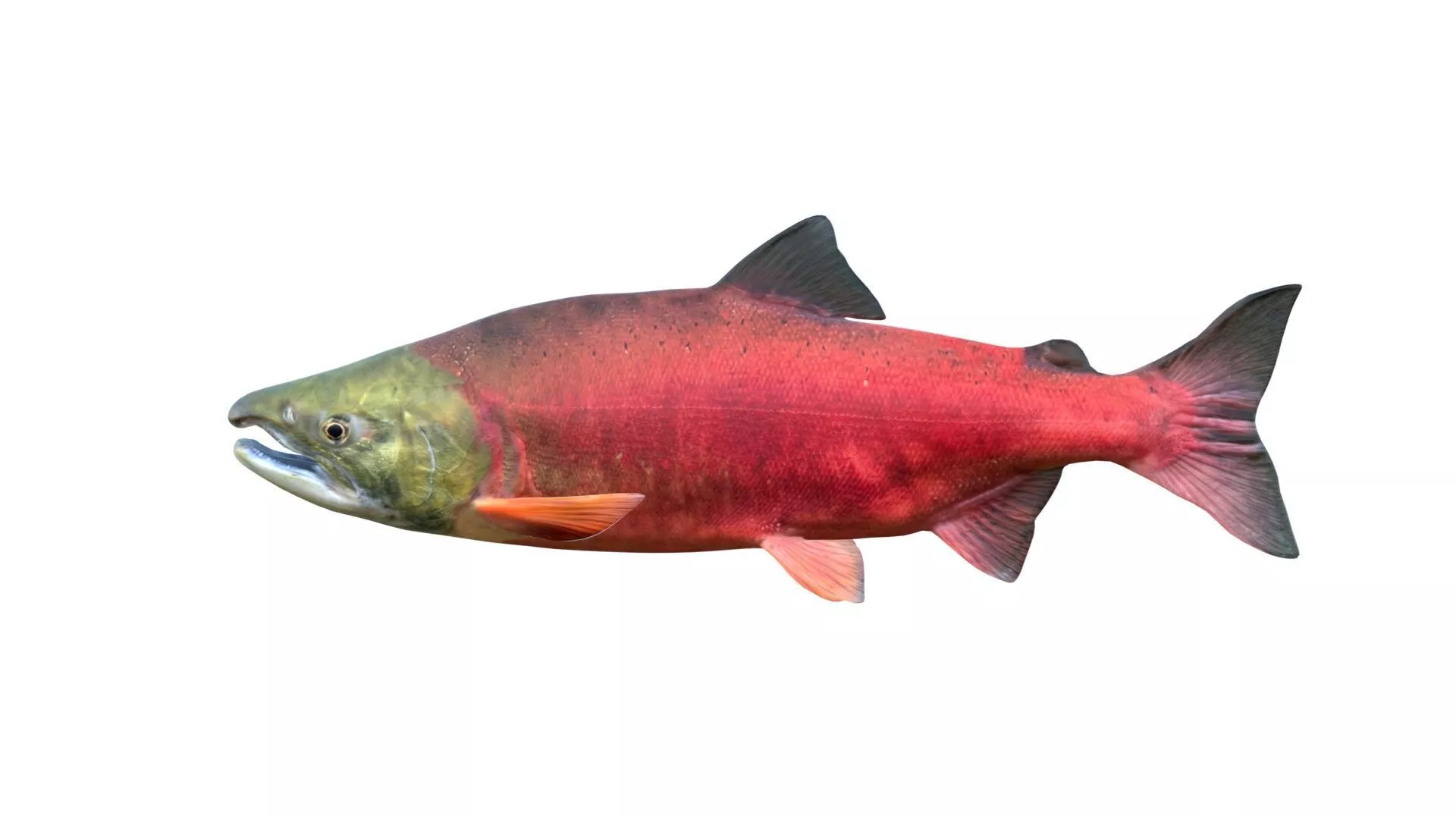 Sockeye Salmon fish Low-poly 3D model
