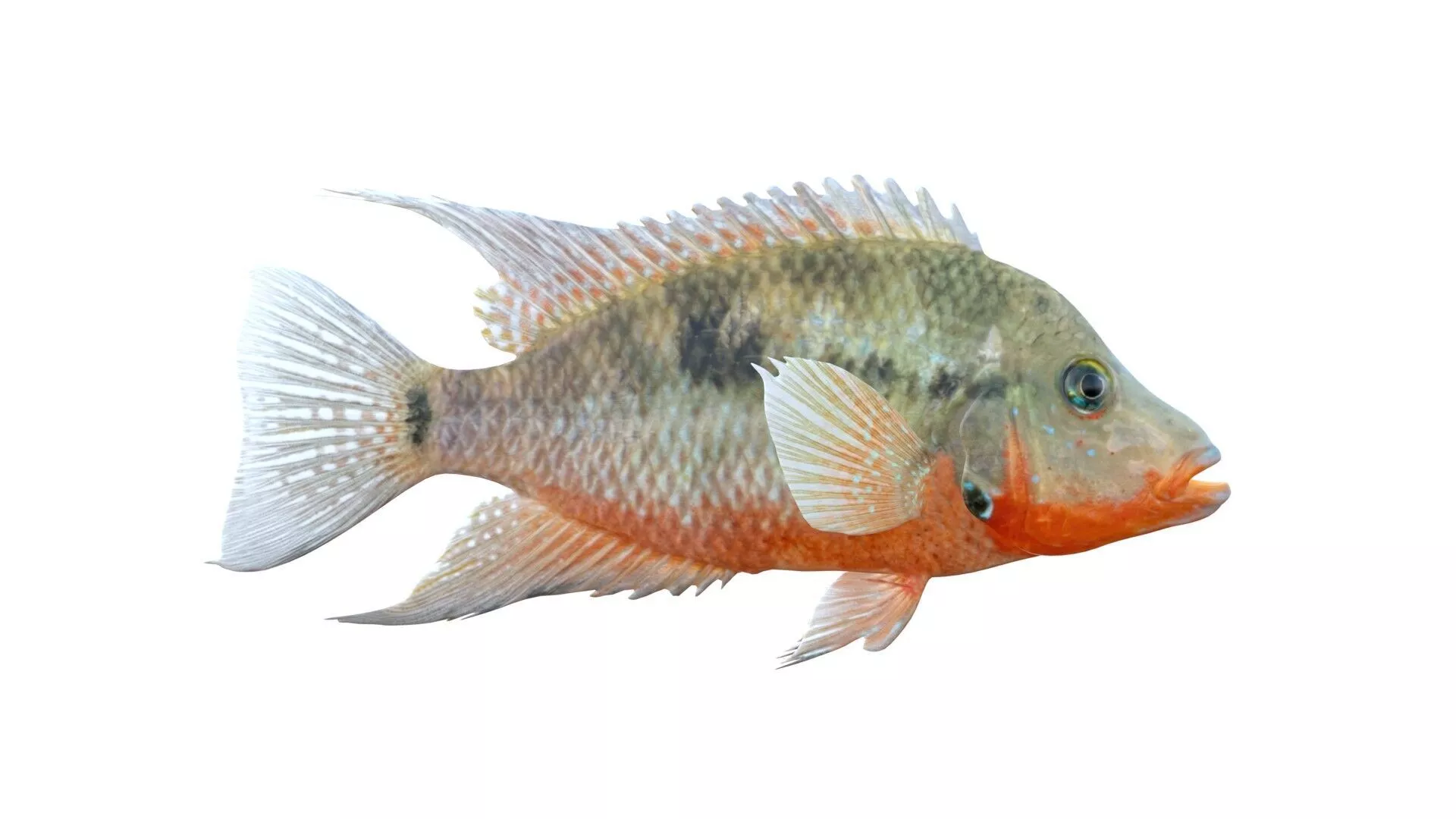 Thorichtys Cichlid fish Low-poly 3D model