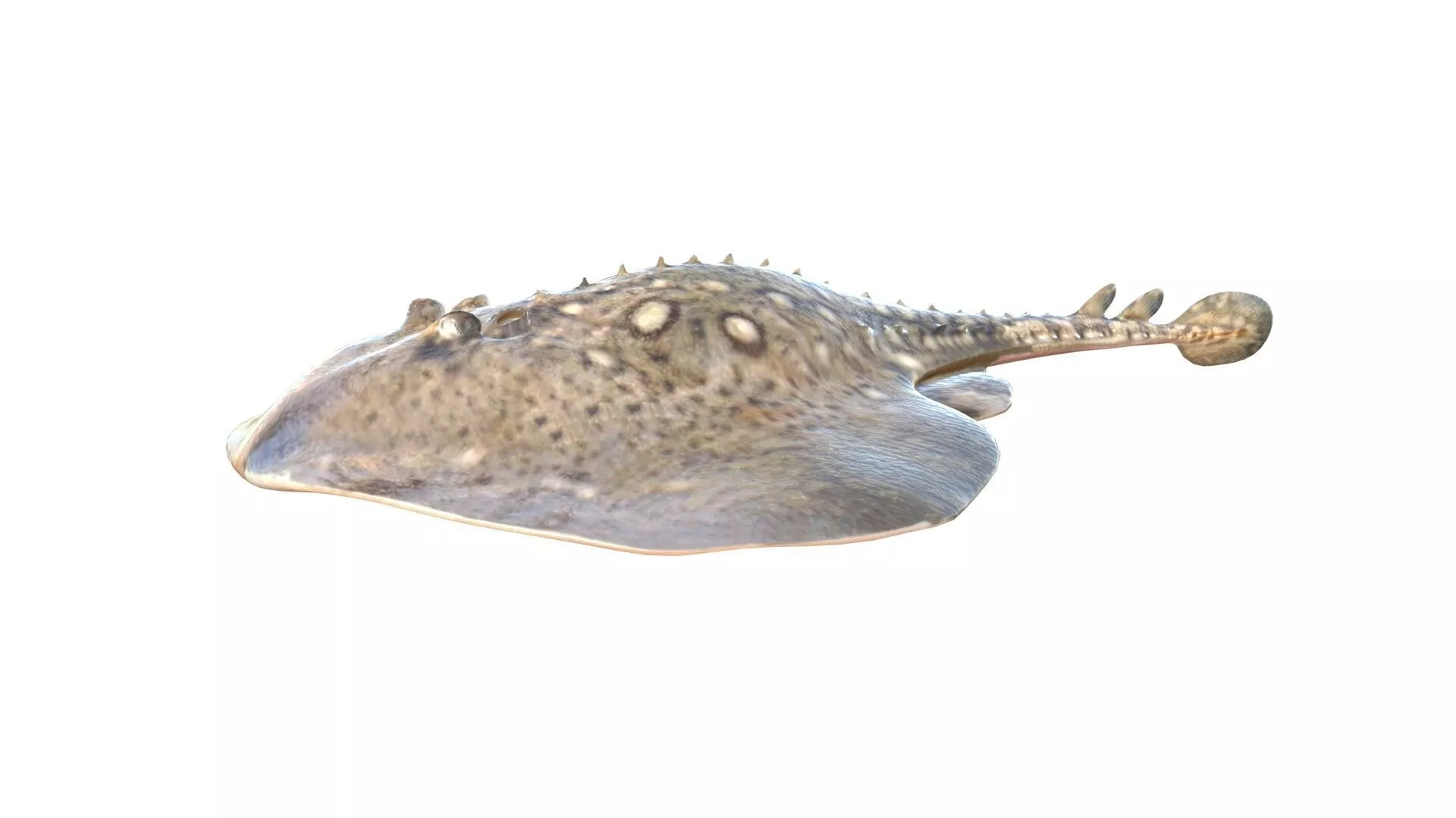 Thornback Ray fish Low-poly 3D model