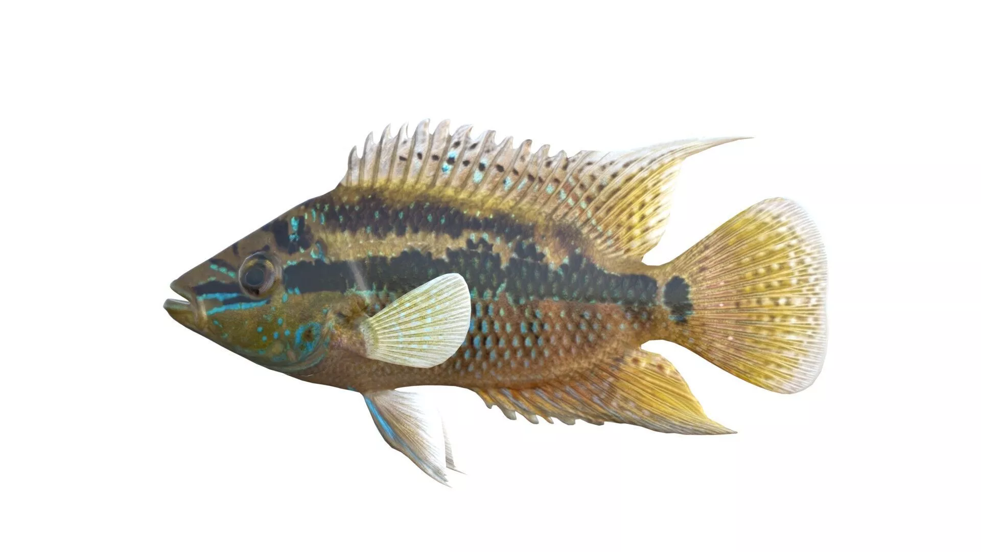 Trichromis Salvini Cichlid fish Low-poly 3D model