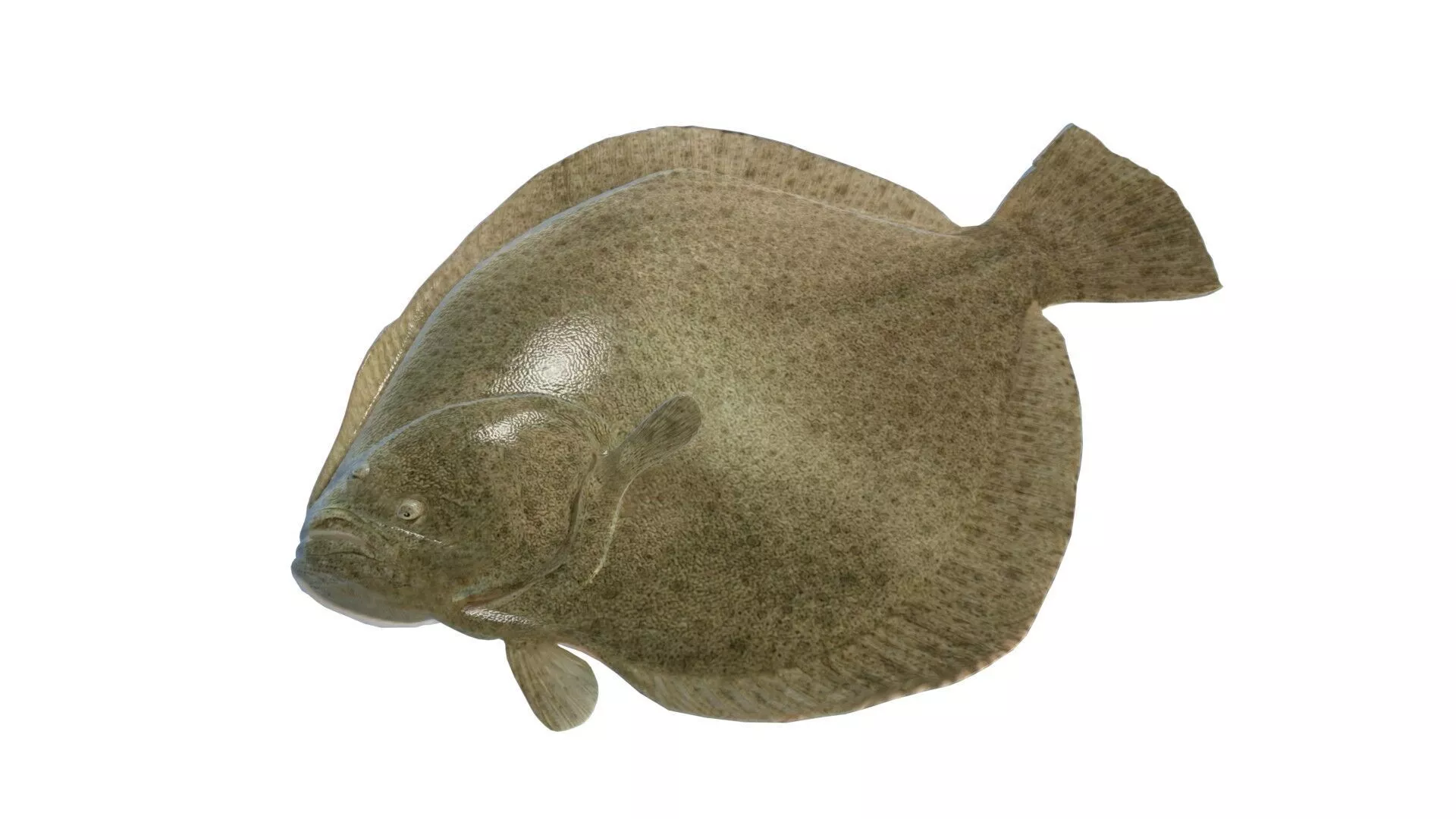 Turbot Flatfish Low-poly 3D model