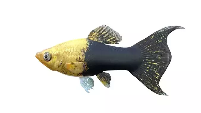Tuxedo Molly Gold fish  