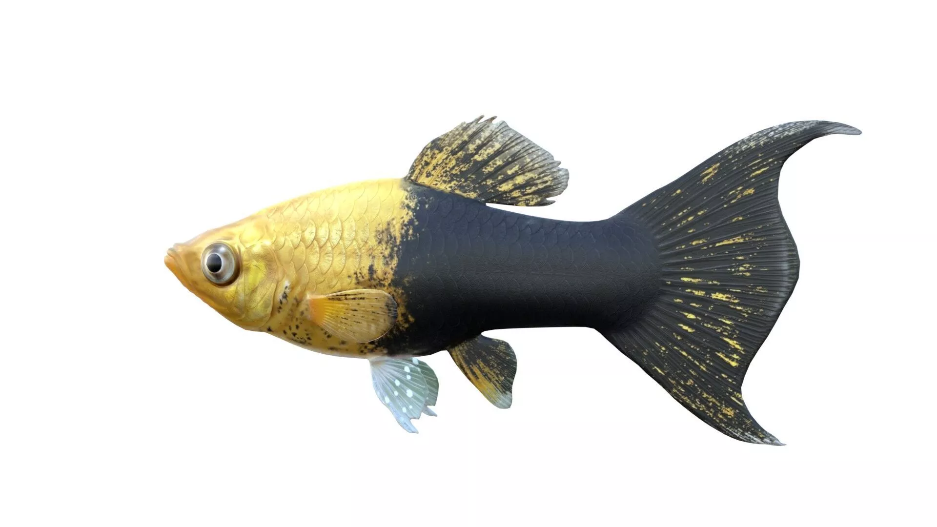Tuxedo Molly Gold fish Low-poly 3D model