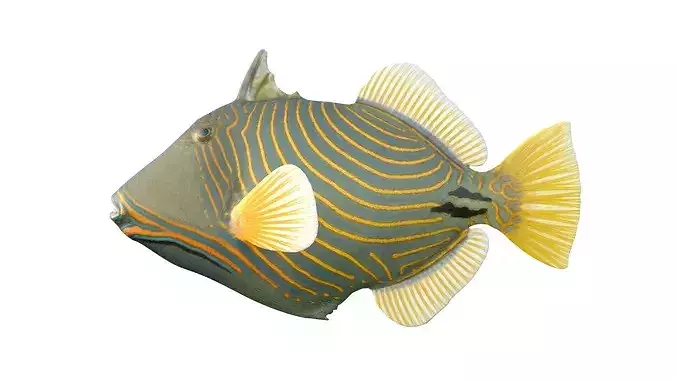 Undulate Triggerfish   