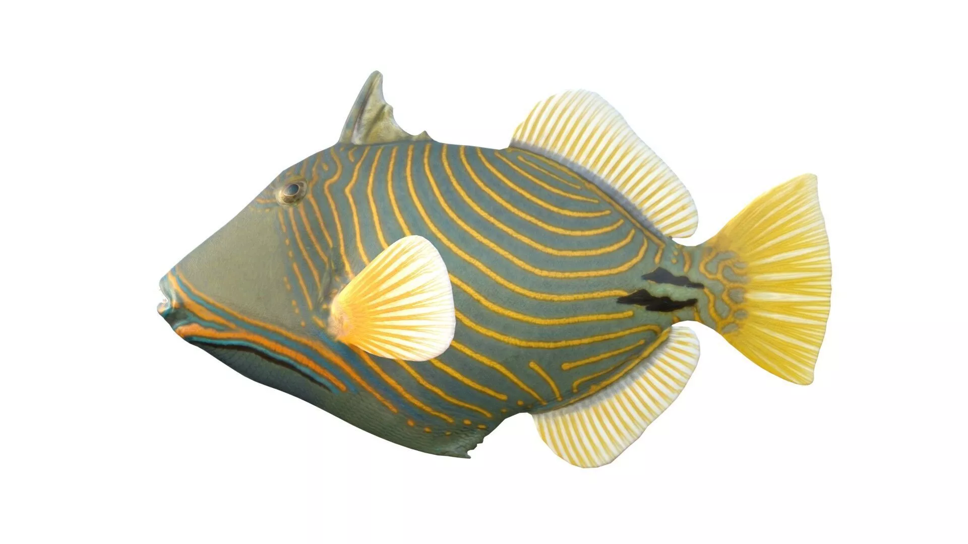Undulate Triggerfish Low-poly 3D model