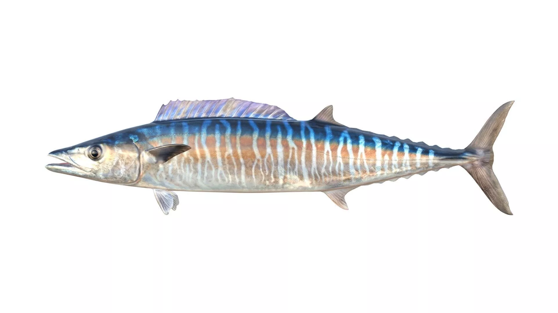 Wahoo Acanthocybium Solandri Fish Low-poly 3D model