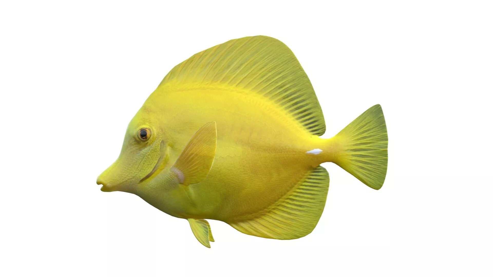 Yellow Tang fish Low-poly 3D model