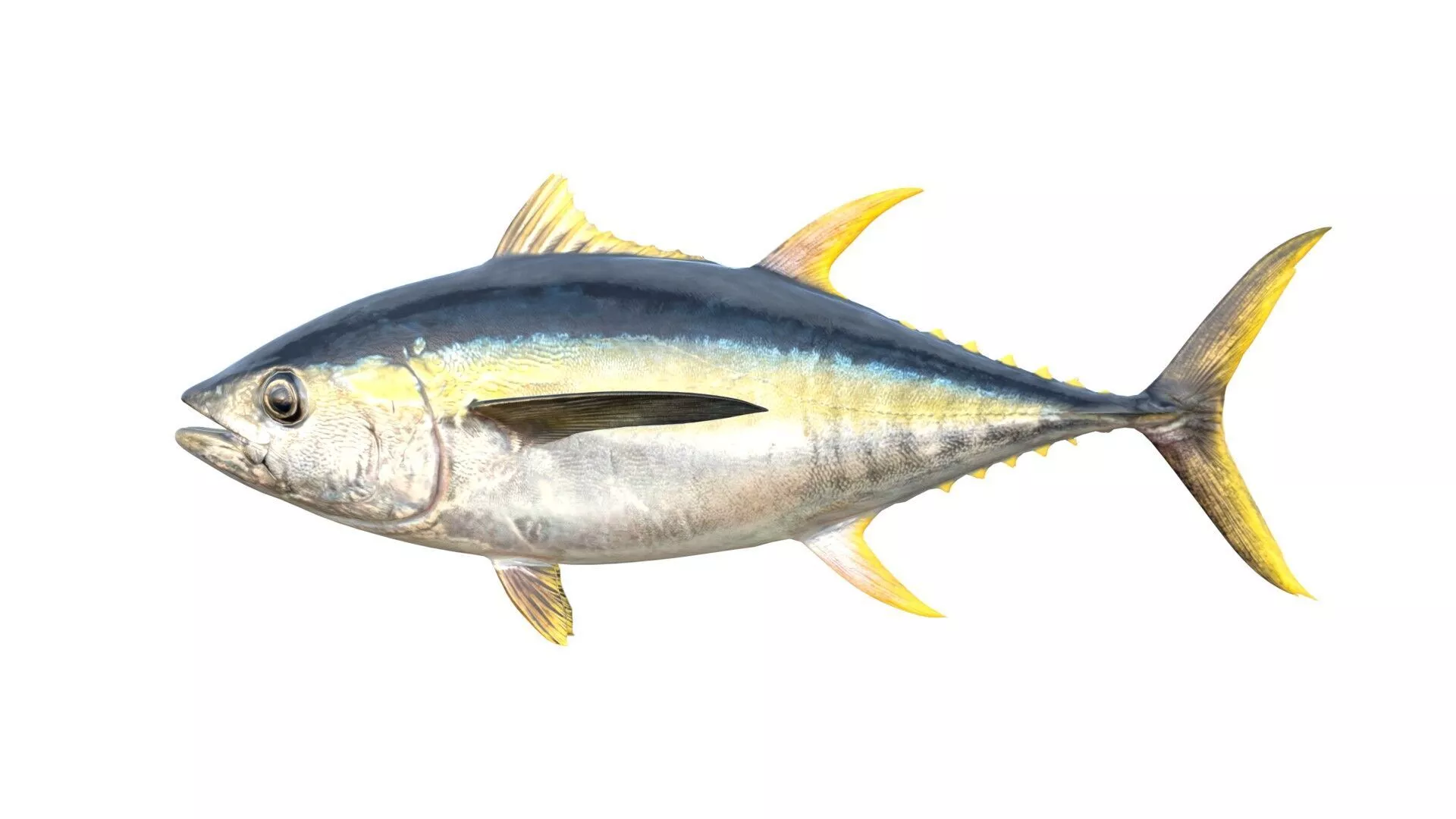 Yellowfin Tuna fish Low-poly 3D model