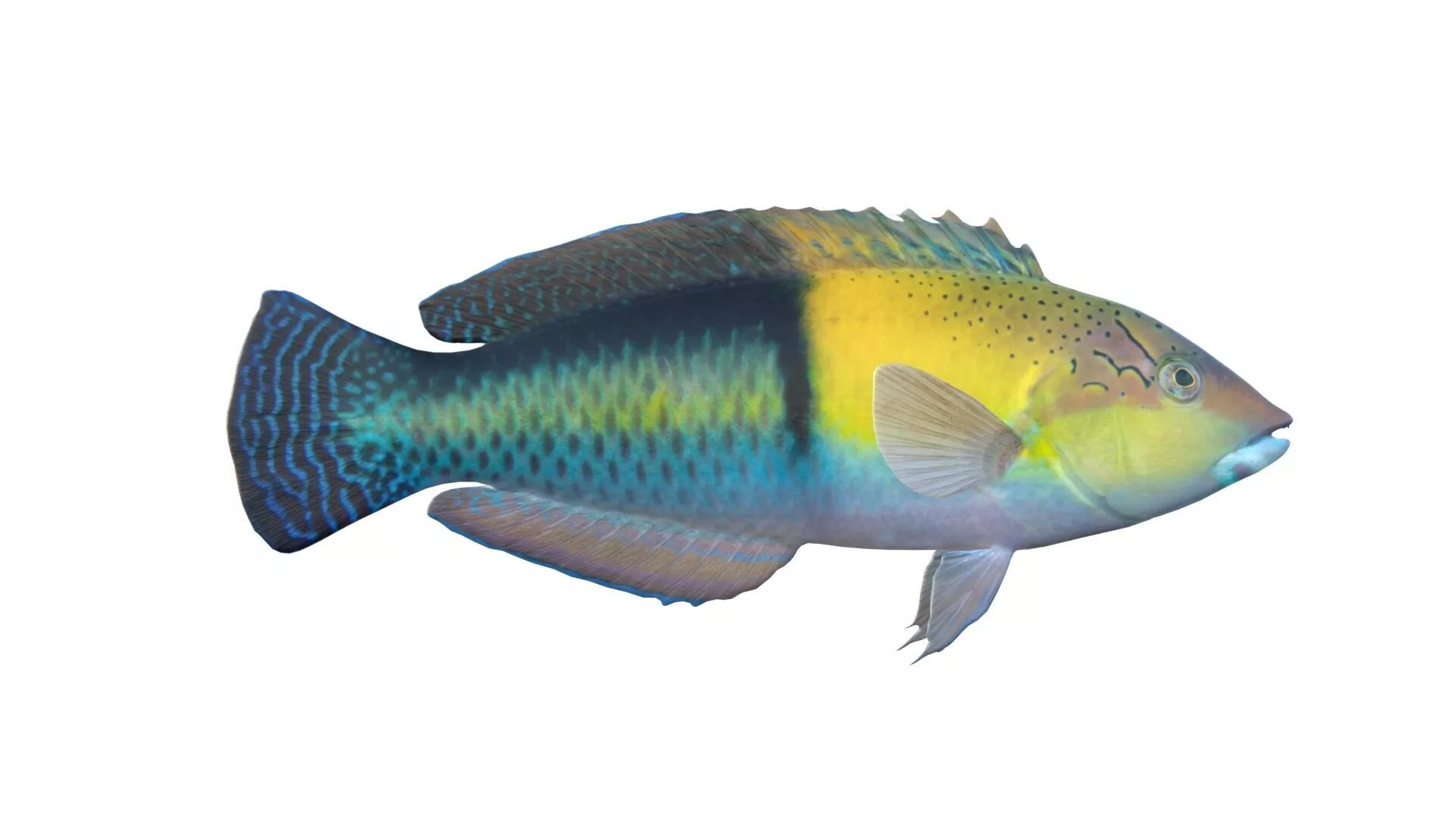 Yellowhead Wrasse fish Low-poly 3D model