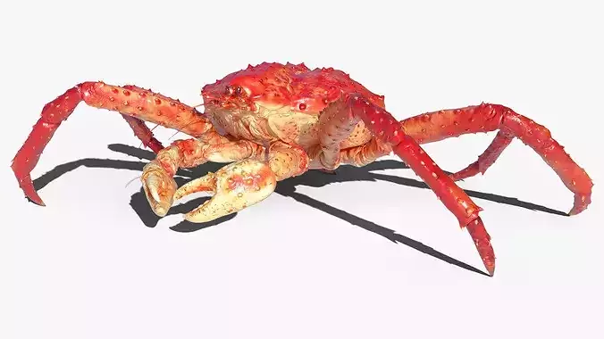 Red King Crab Rigged For Blender Animated Set 3D model 2