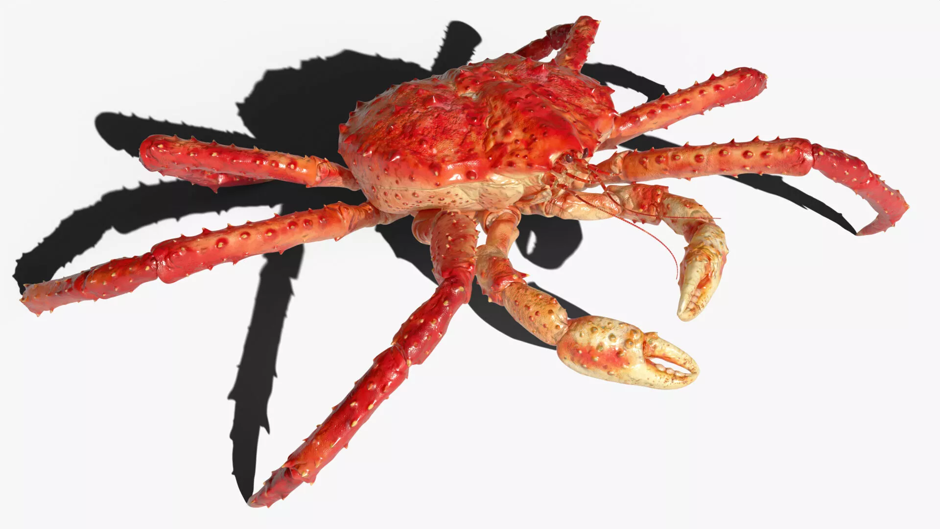 Red King Crab Rigged For Blender Animated Set 3D model
