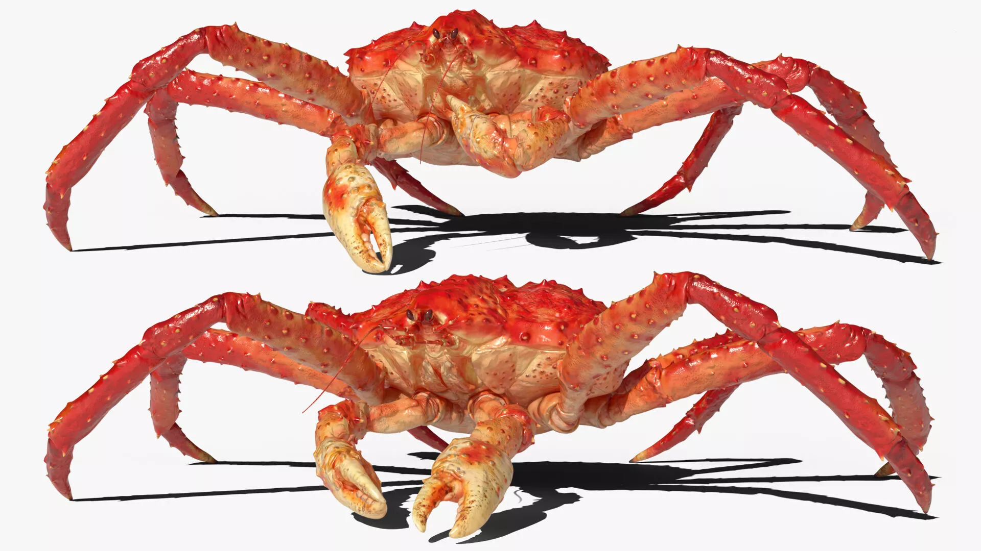 Alaskan King Crab Eating Animated Rigged For Blender 3D model