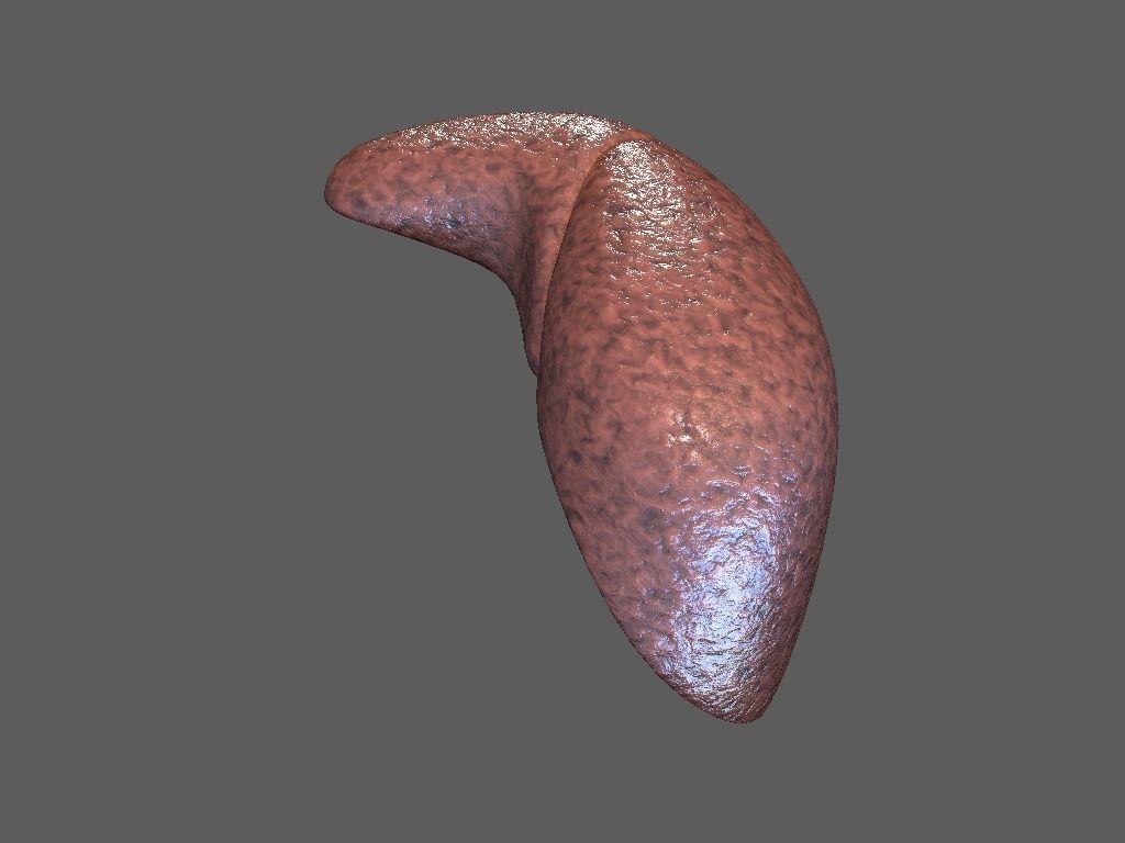 Cross Section Human Liver Low-poly 3D model_5
