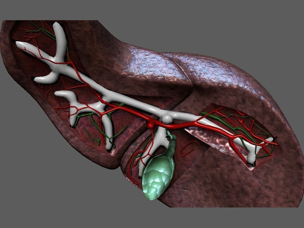 Cross Section Human Liver Low-poly 3D model_4