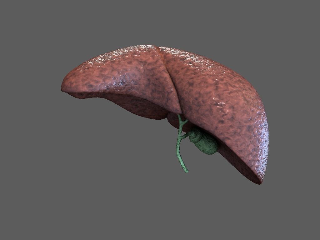 Cross Section Human Liver Low-poly 3D model_3