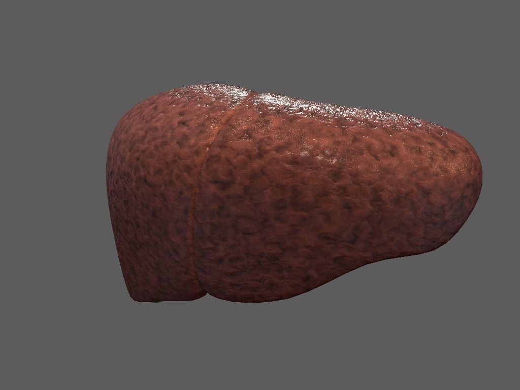 Cross Section Human Liver Low-poly 3D model_7