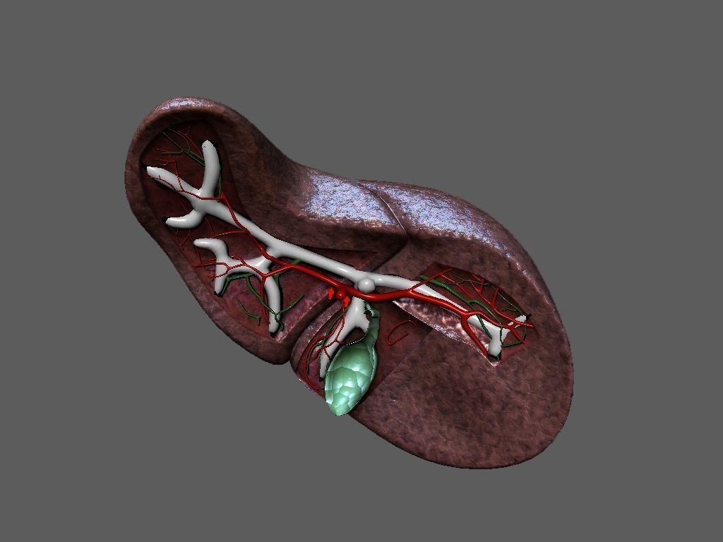 Cross Section Human Liver Low-poly 3D model_2