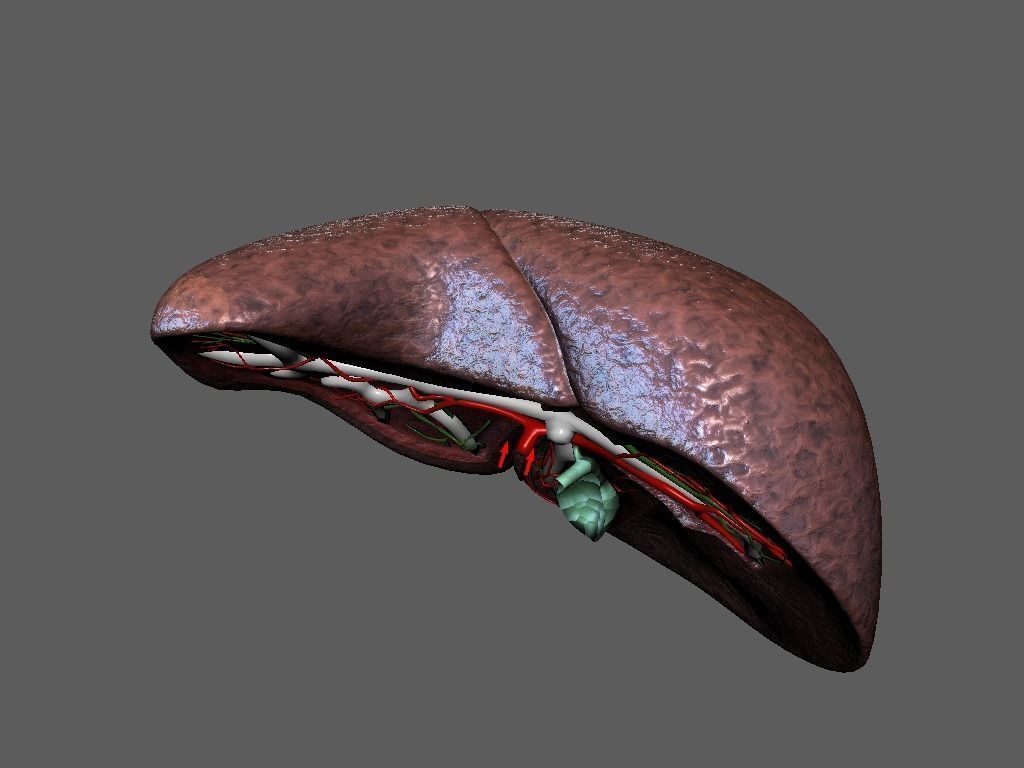 Cross Section Human Liver Low-poly 3D model_6