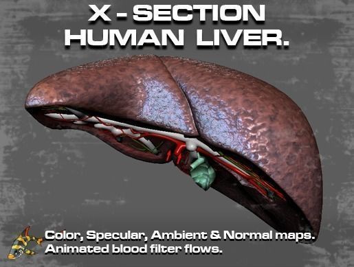 Cross Section Human Liver Low-poly 3D model_0