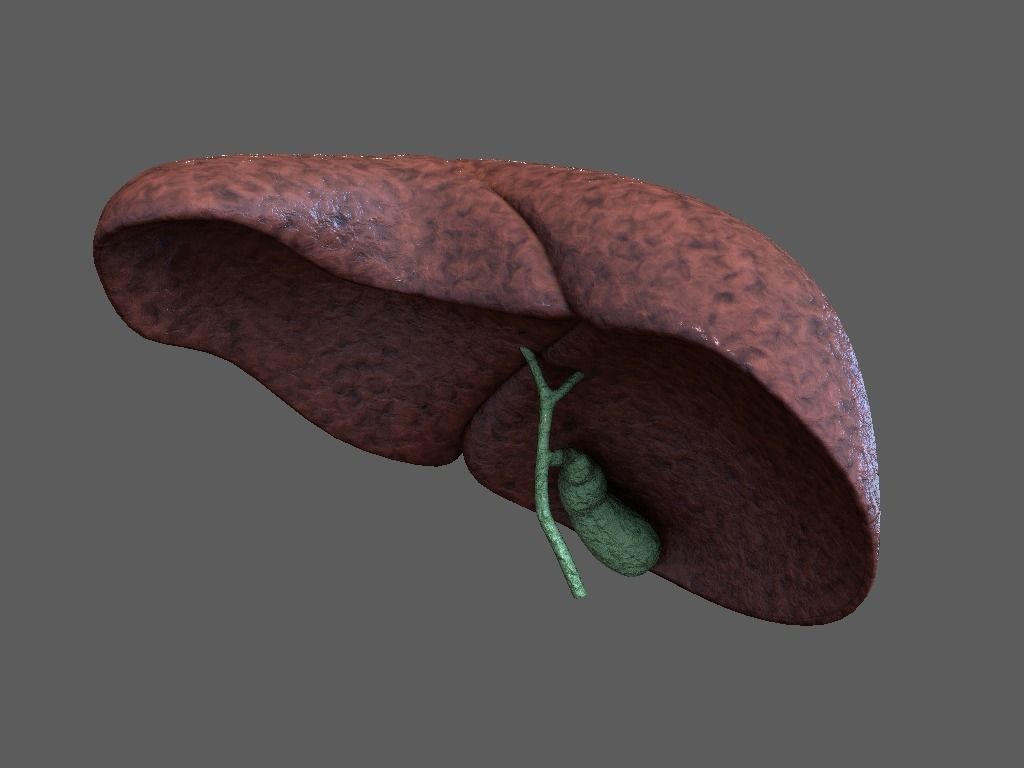 Cross Section Human Liver Low-poly 3D model_1