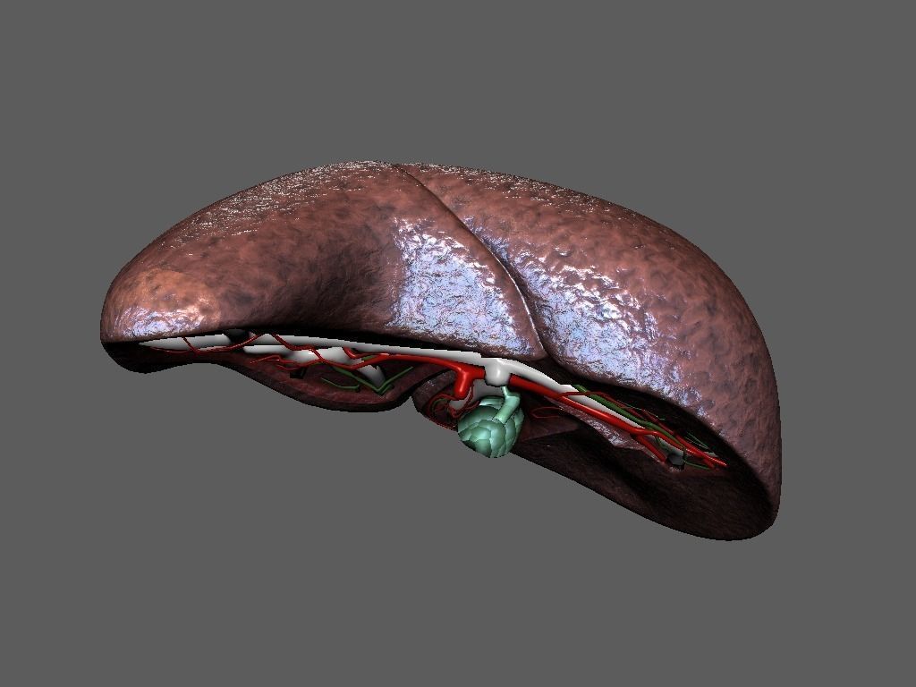 Cross Section Human Liver Low-poly 3D model_8
