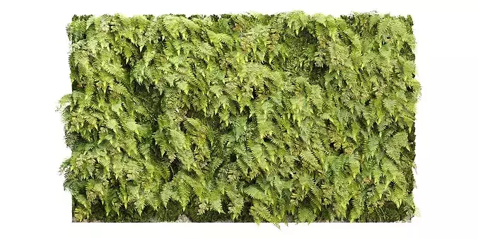 Fern Green Wall V421