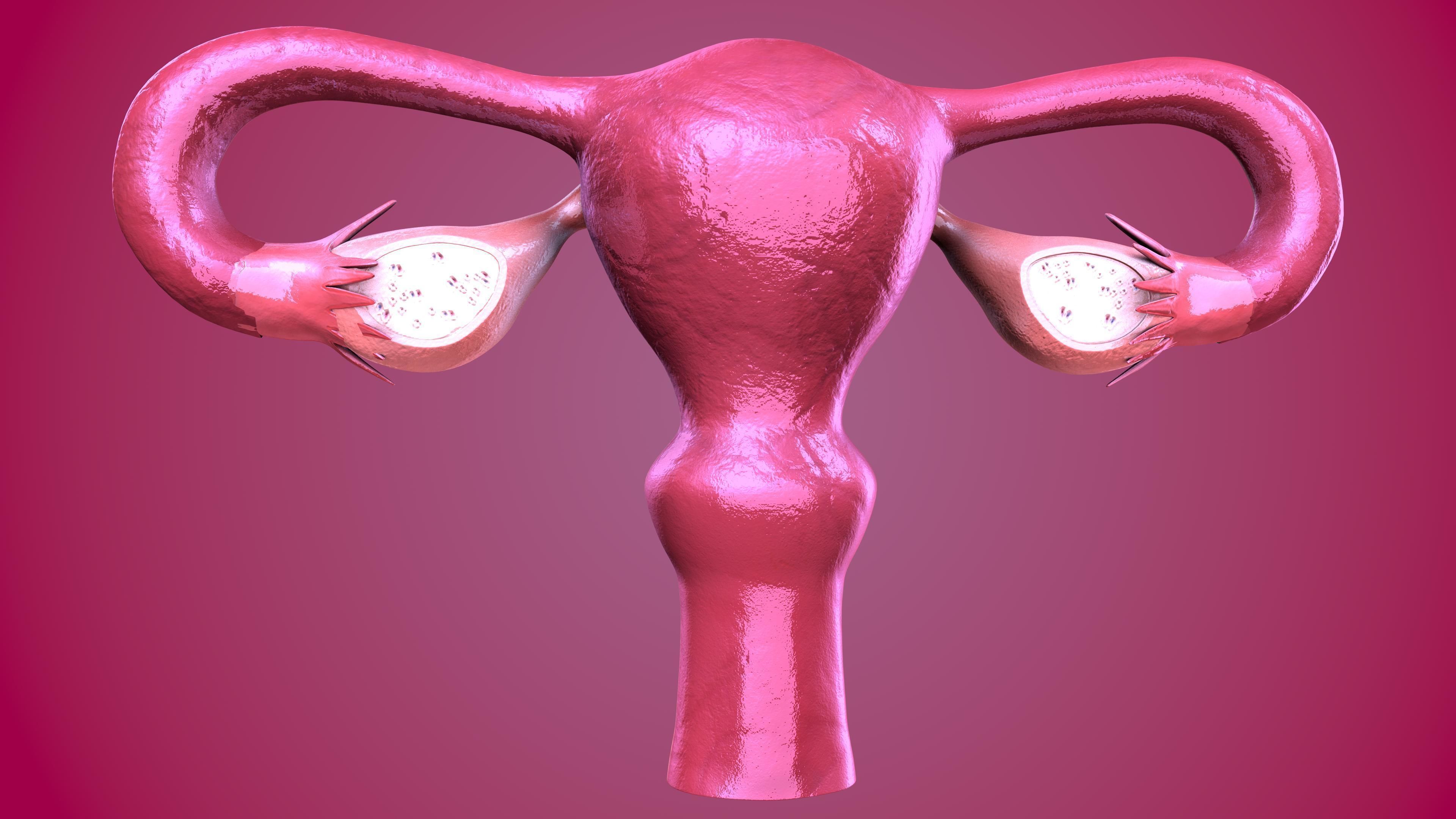 Female Reproductive system 3D print model_0