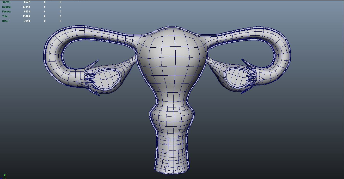 Female Reproductive system 3D print model_4