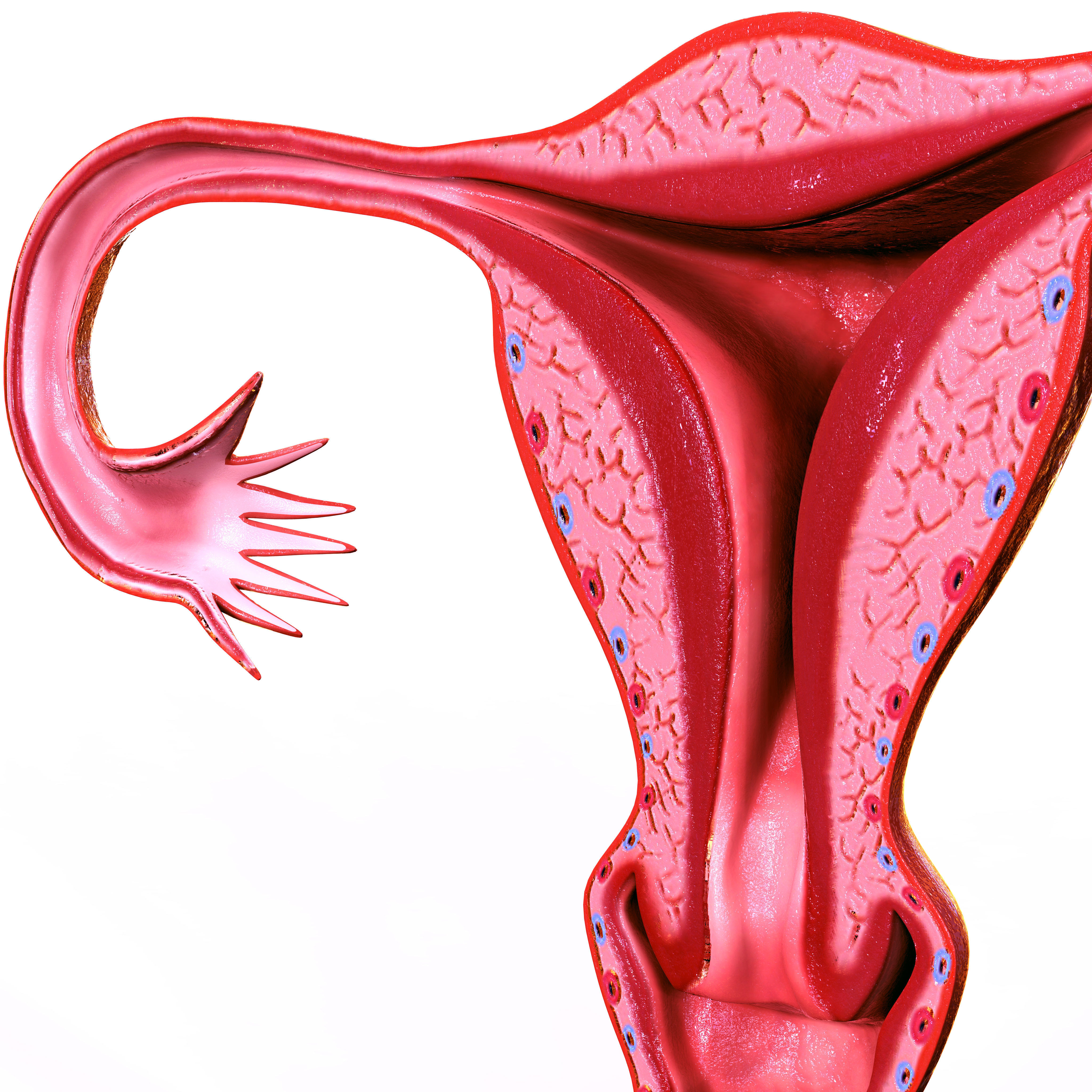 Female Reproductive system 3D print model_7
