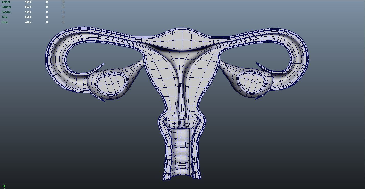 Female Reproductive system 3D print model_3