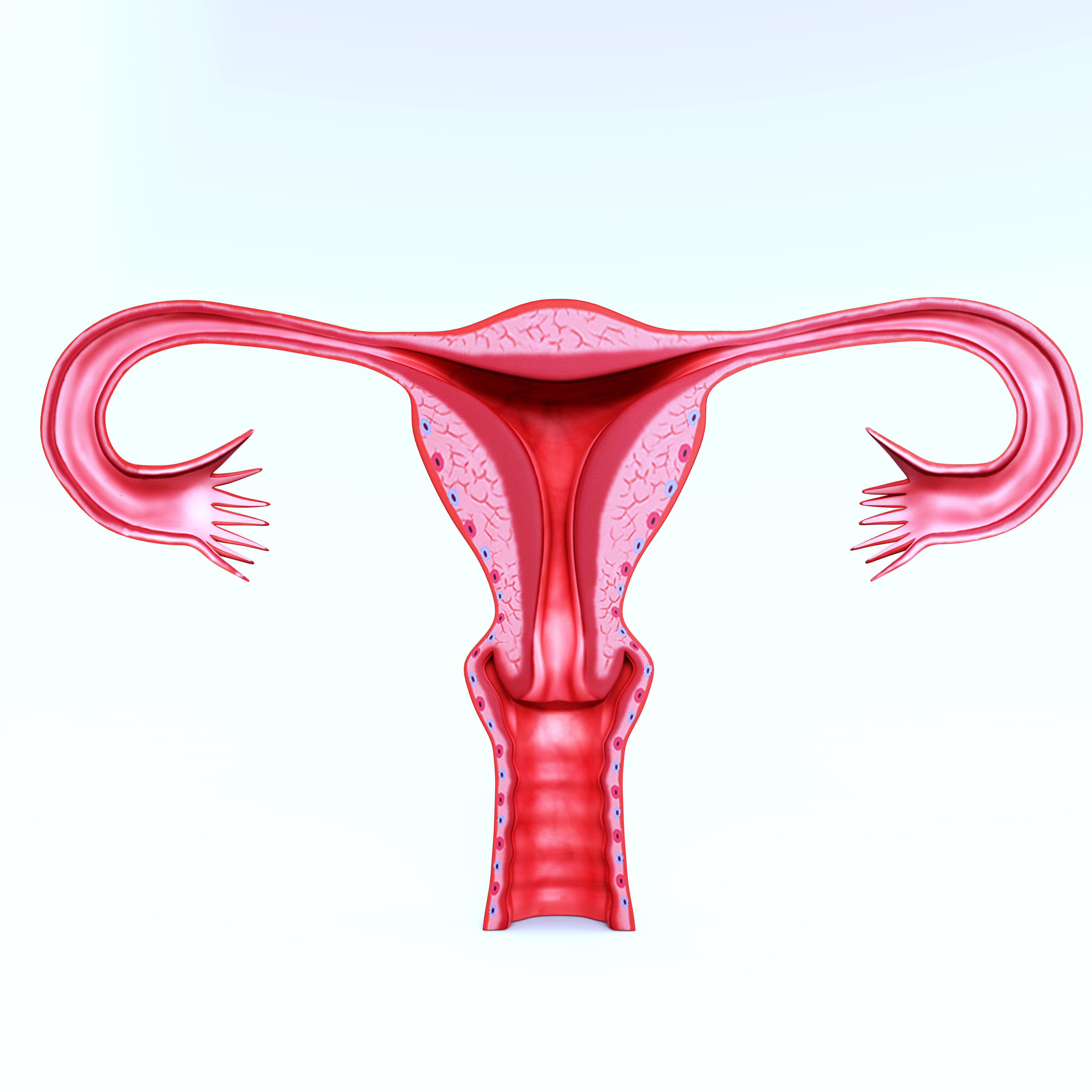 Female Reproductive system 3D print model_5