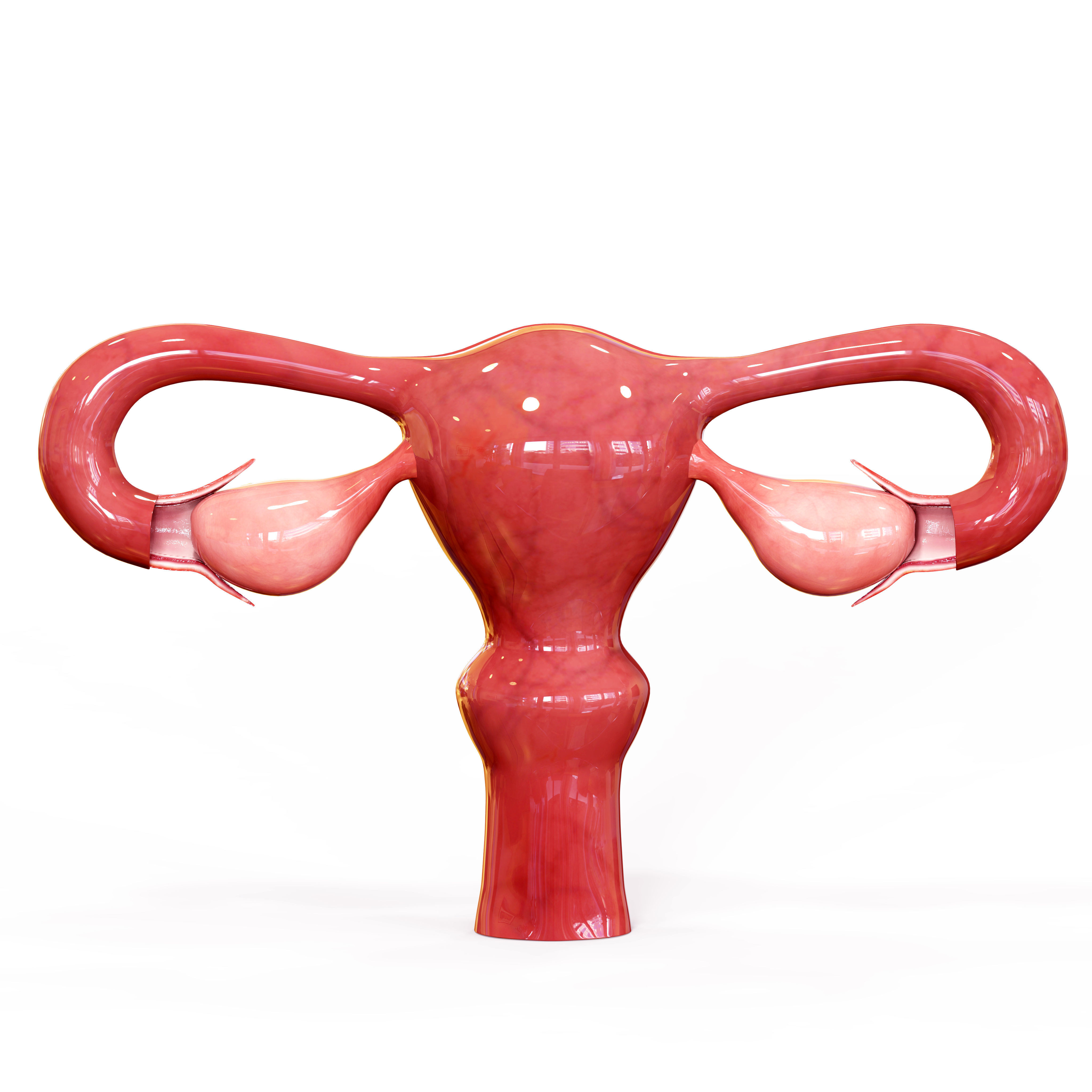 Female Reproductive system 3D print model_6