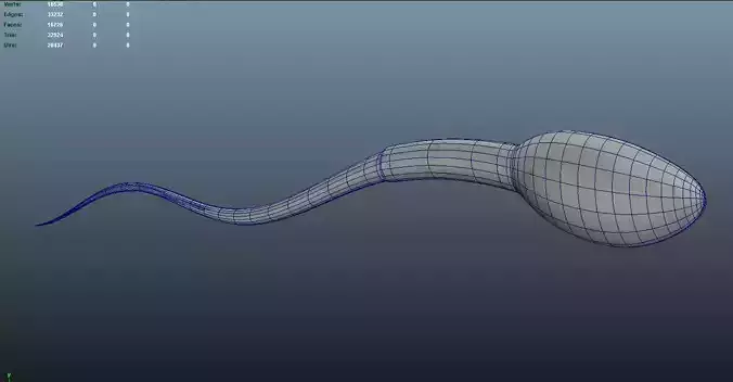 Sperm 3D print model