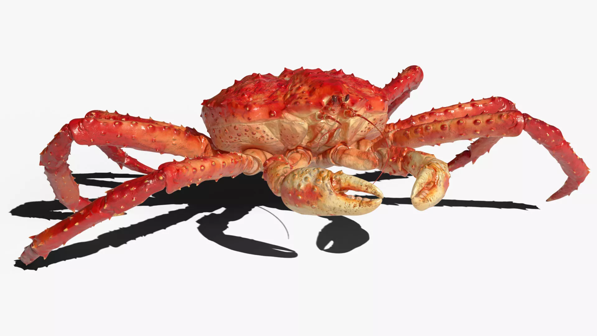 Paralithodes Crab Walking Animated Rigged For Blender 3D model