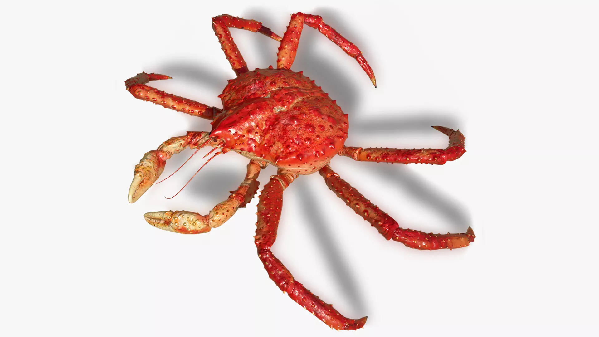 Red King Crab Idle Animated Rigged For Blender 3D model