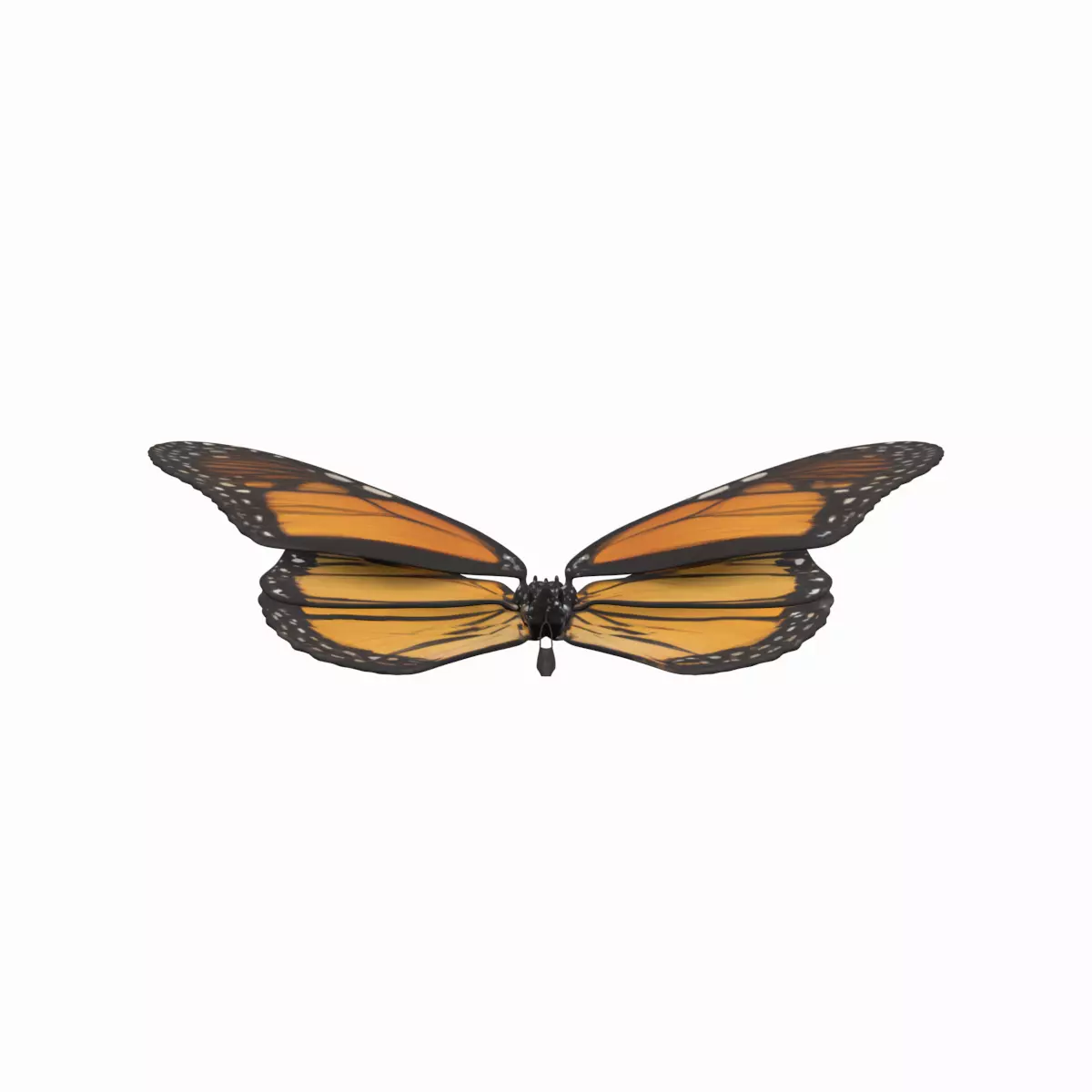 Monarch Butterfly Orange Black Wings Insect 3D Model 3D model