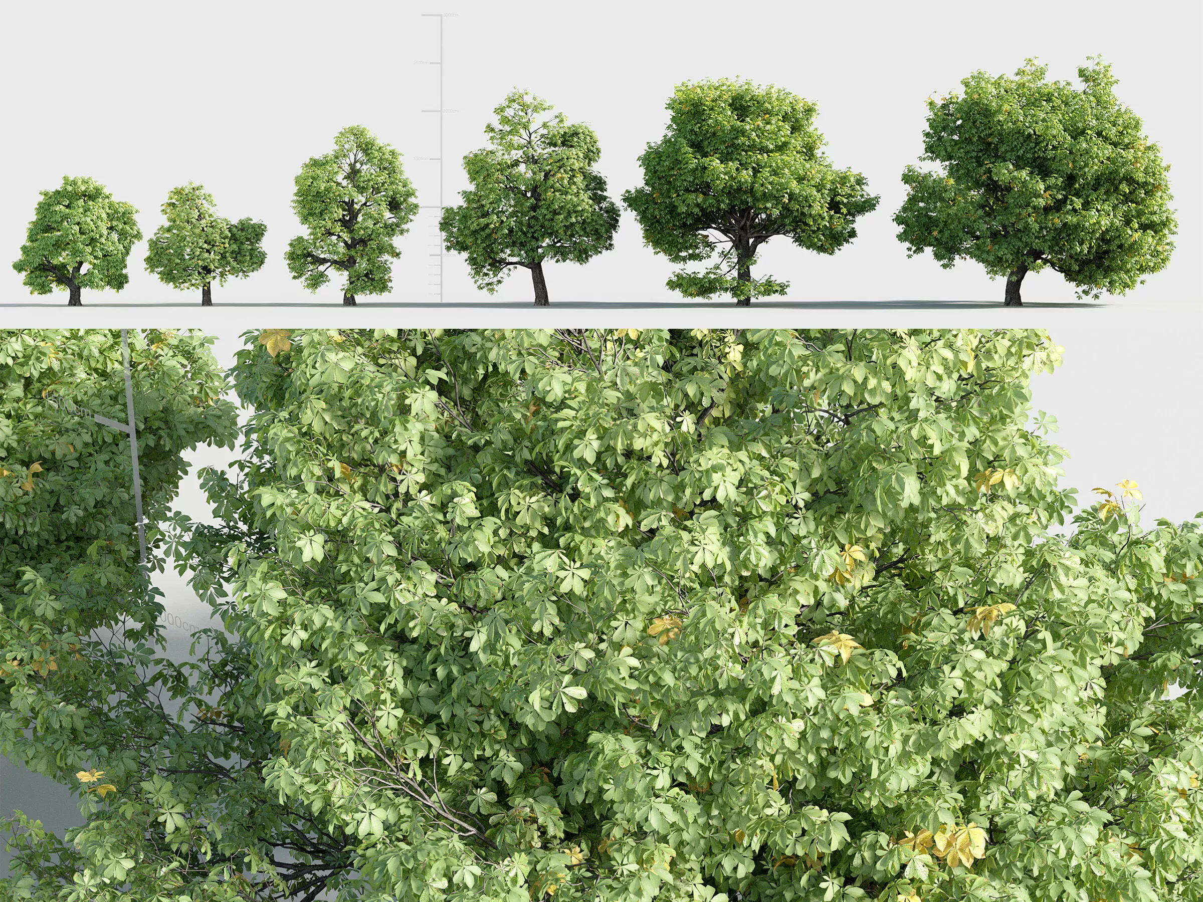 Aesculus hippocastanum 3D model