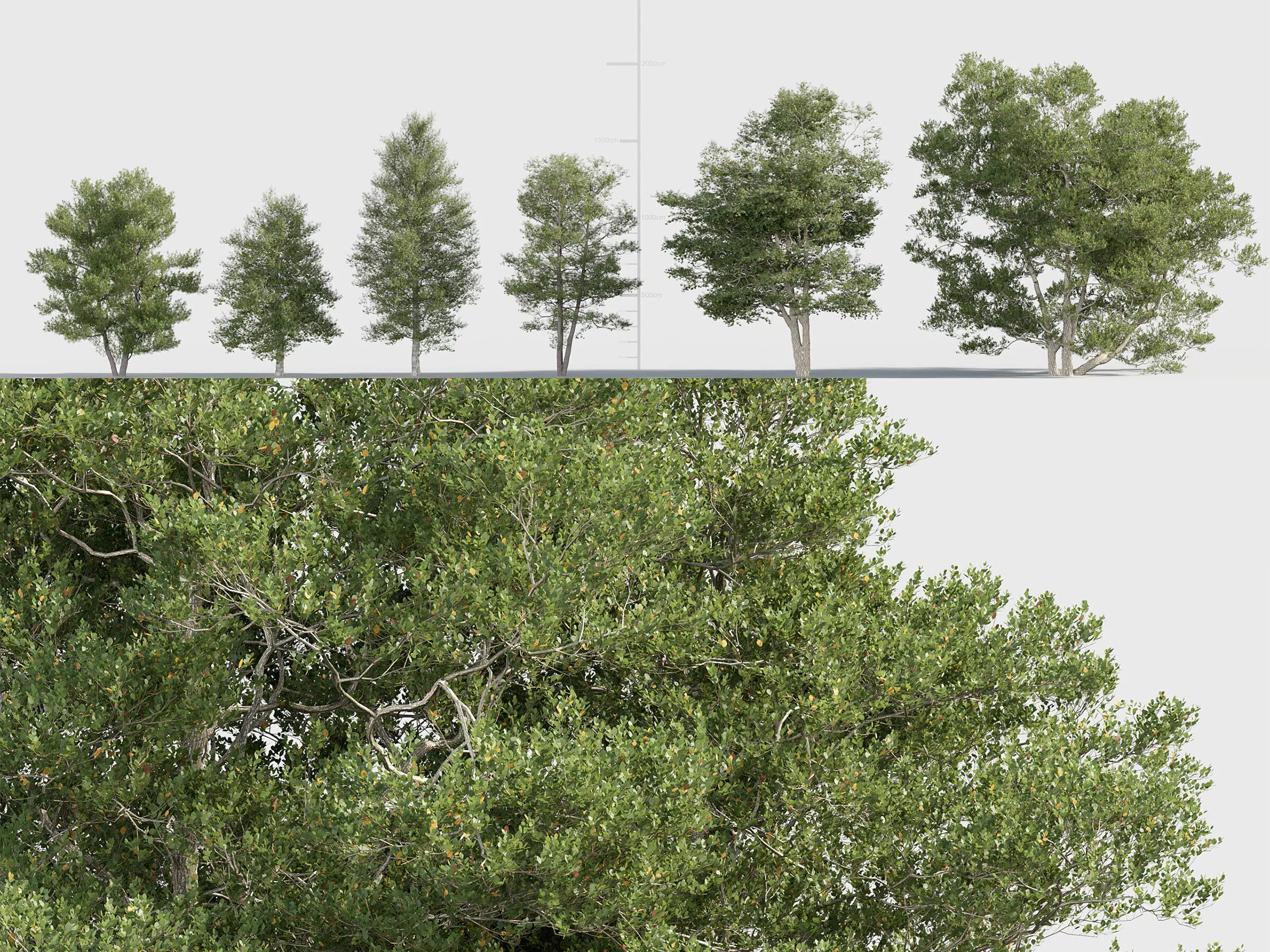 Alnus glutinosa 03 3D model