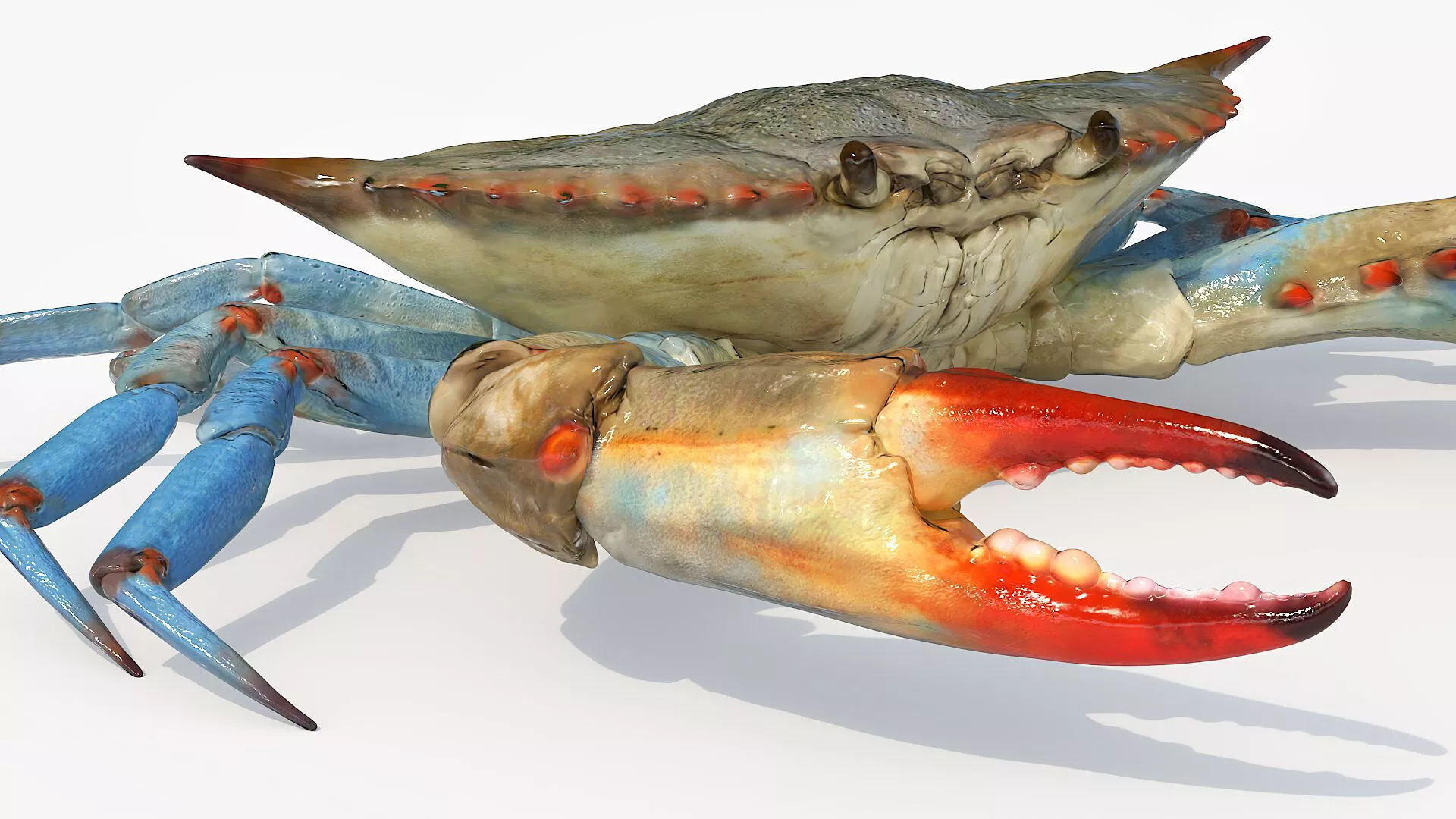 Marine Blue Crab Walk Sideways Animated Rigged For Maya 3D model