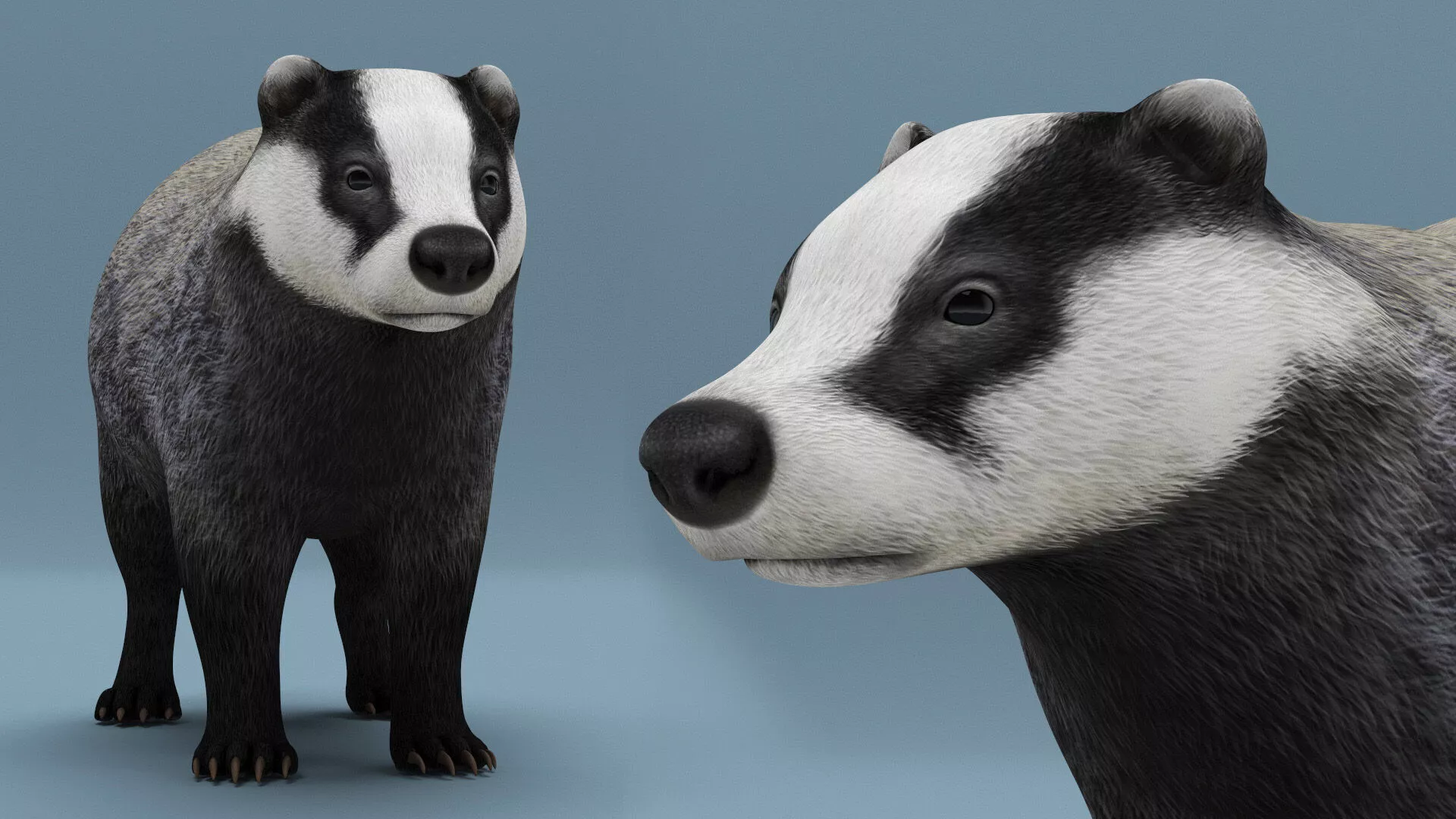 European Badger Grey Rigged 3D model