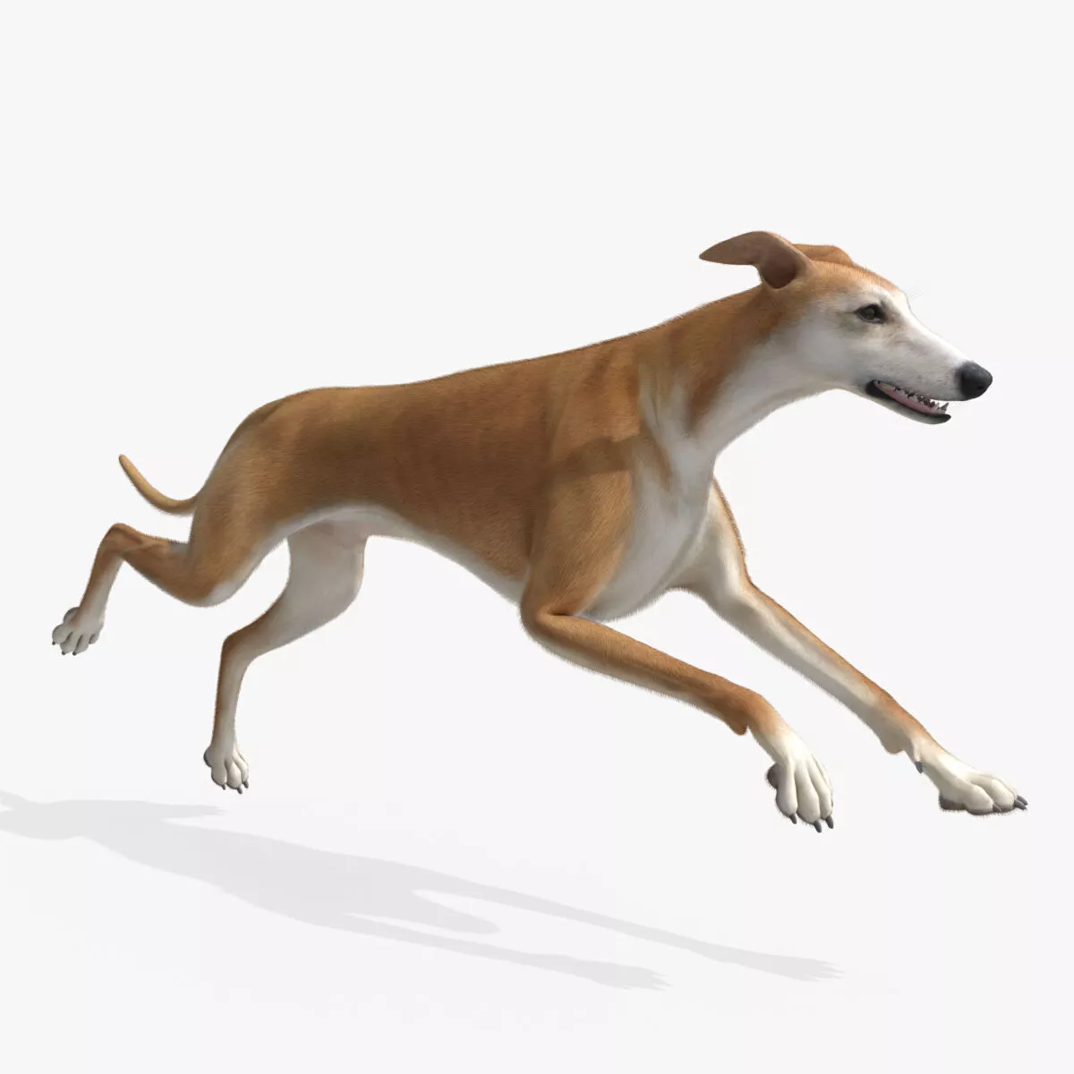 Dog Greyhound Running Animated Fur Rigged for Blender 3D model
