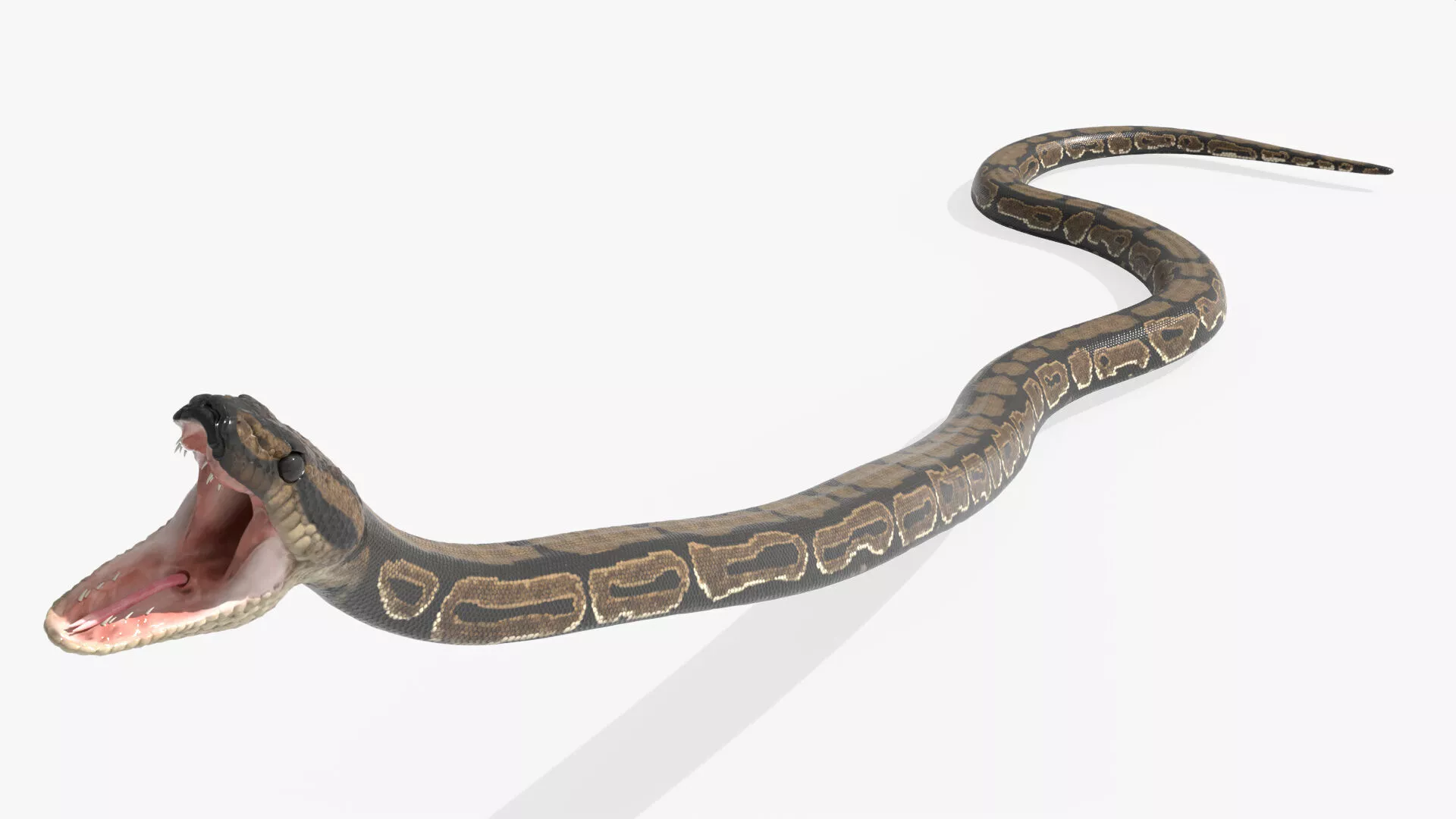 Wildlife Python Snake Strike Animated Rigged For Blender 3D model