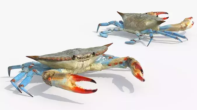 Marine Blue Crab Rigged For Maya 3D model 3